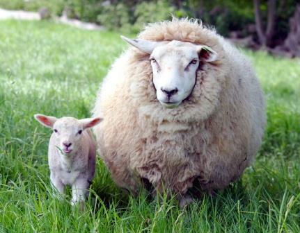 Купить подушки из овечьей шерсти в Красноярске